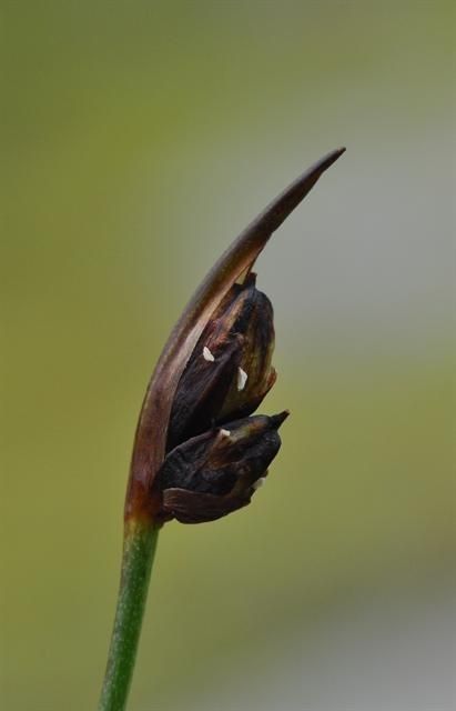 Juncus biglumis fruit