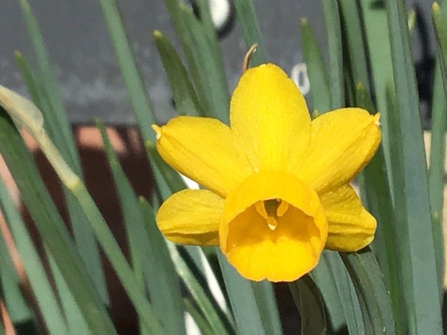 Narcissus calcicola flower