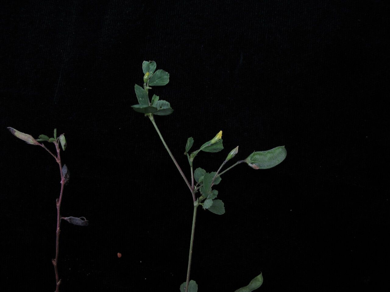 Medicago edgeworthii habit