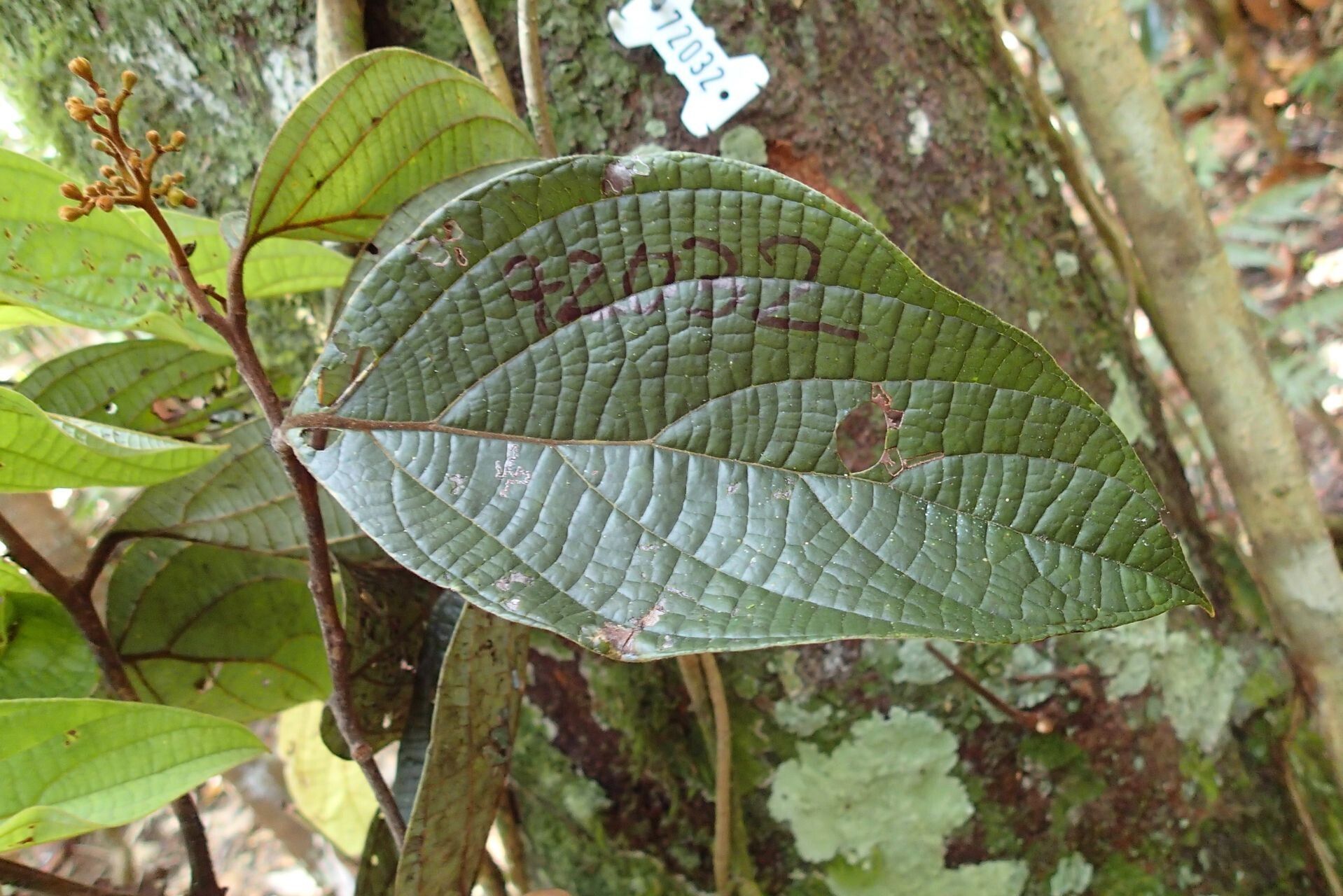 Cryptocarya velutinosa — houseplant care guide