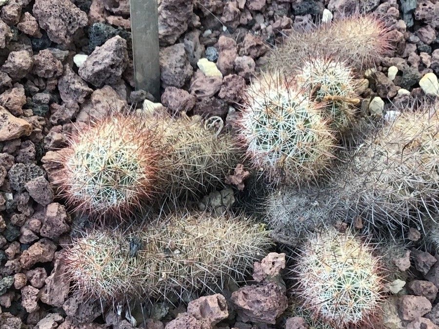 Mammillaria mazatlanensis — houseplant care guide