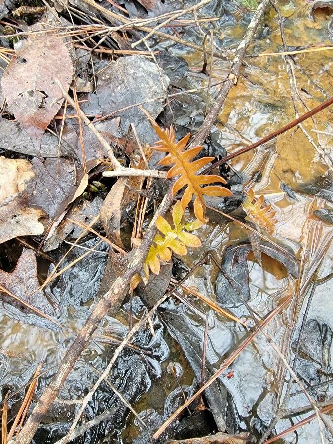 Osmundastrum cinnamomeum — search result for 'Myanmar'
