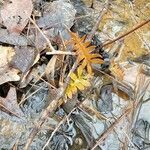 Osmundastrum cinnamomeum