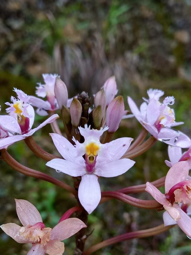 Epidendrum arachnoglossum flower