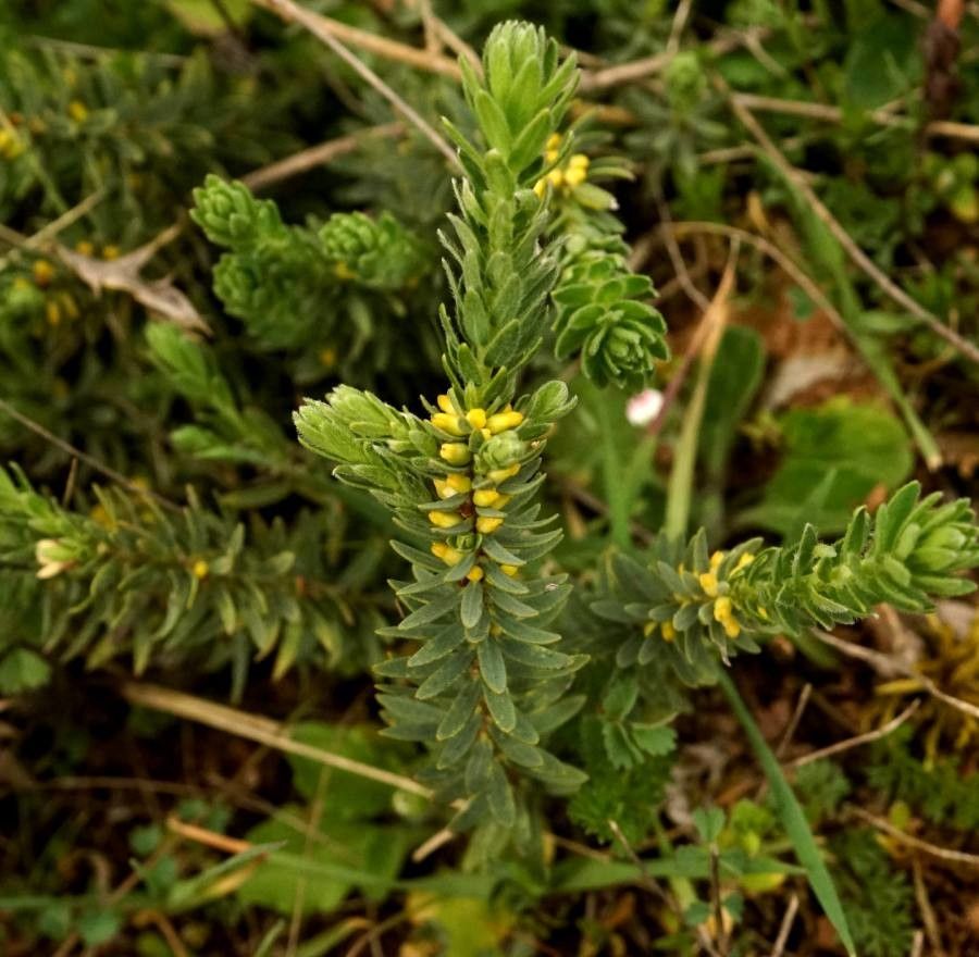Thymelaea ruizii flower