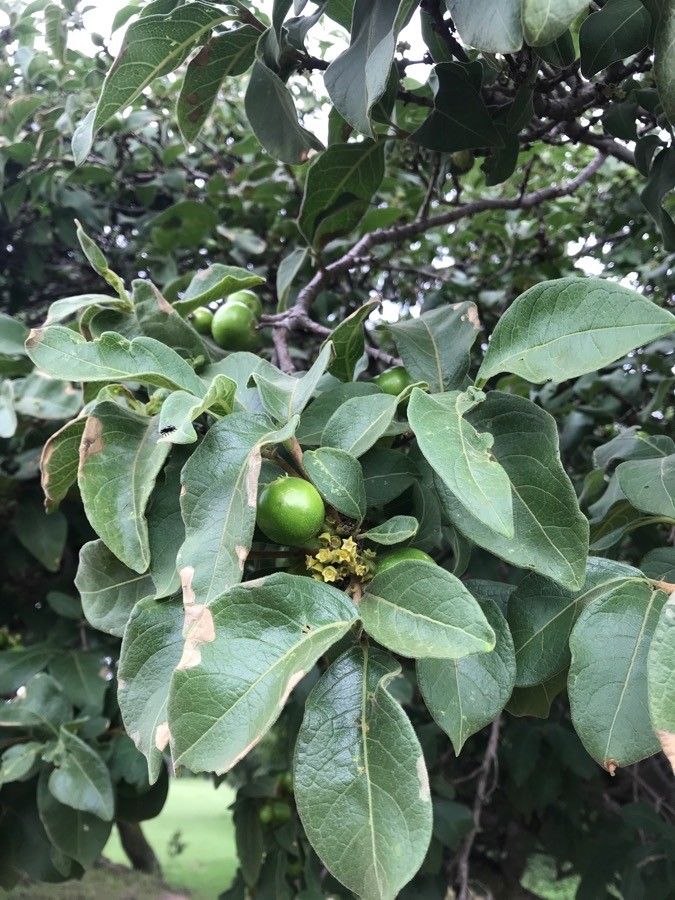 Vangueria infausta fruit