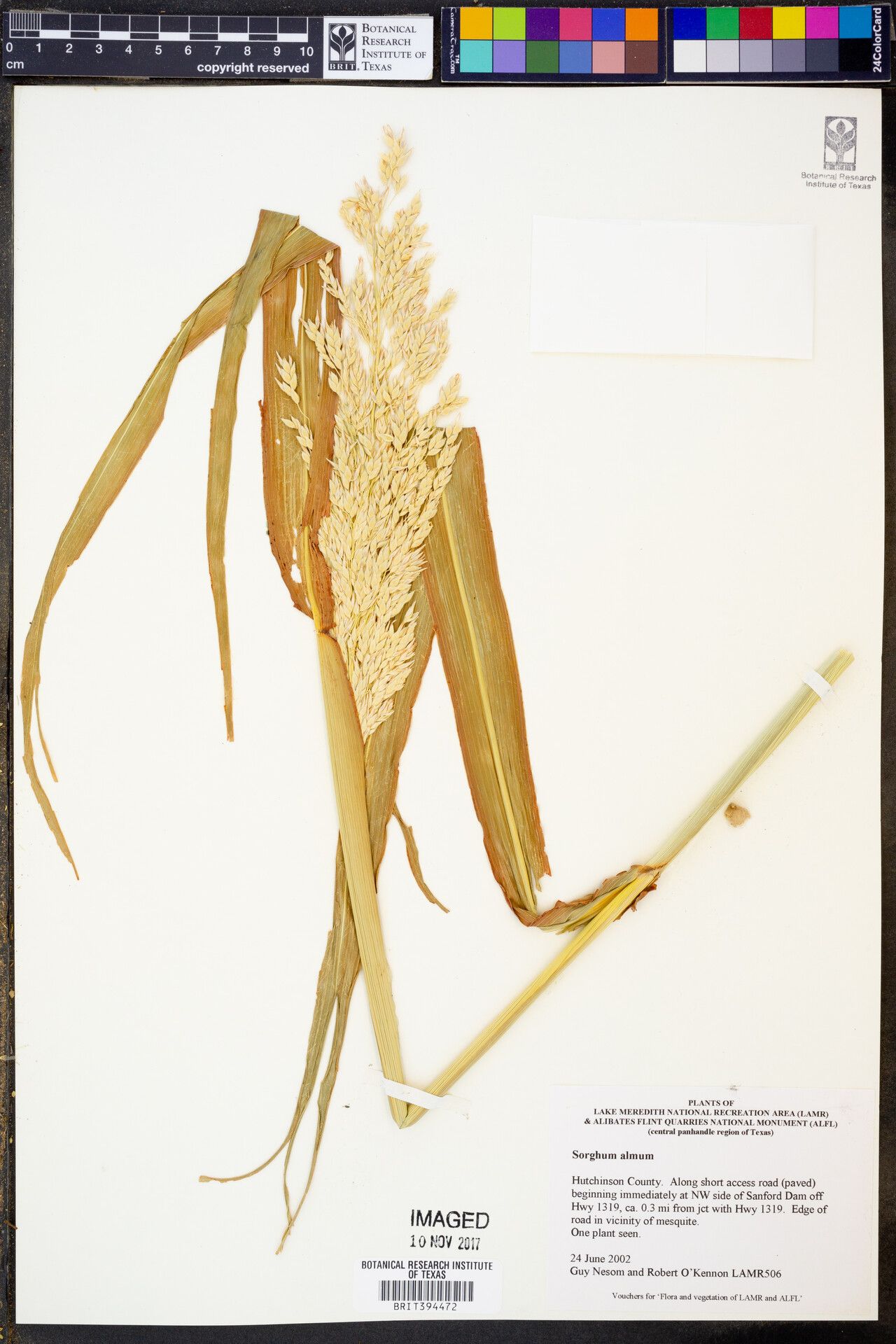 Sorghum × almum fruit