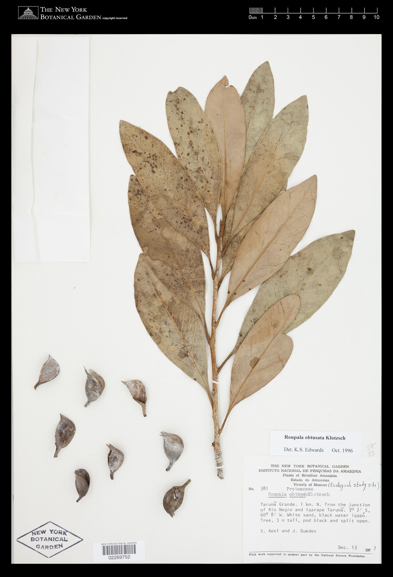 Roupala obtusata leaf