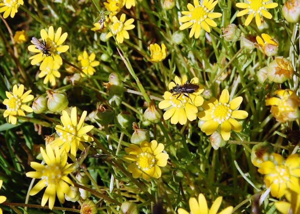 Blennosperma bakeri — related species from the same genus