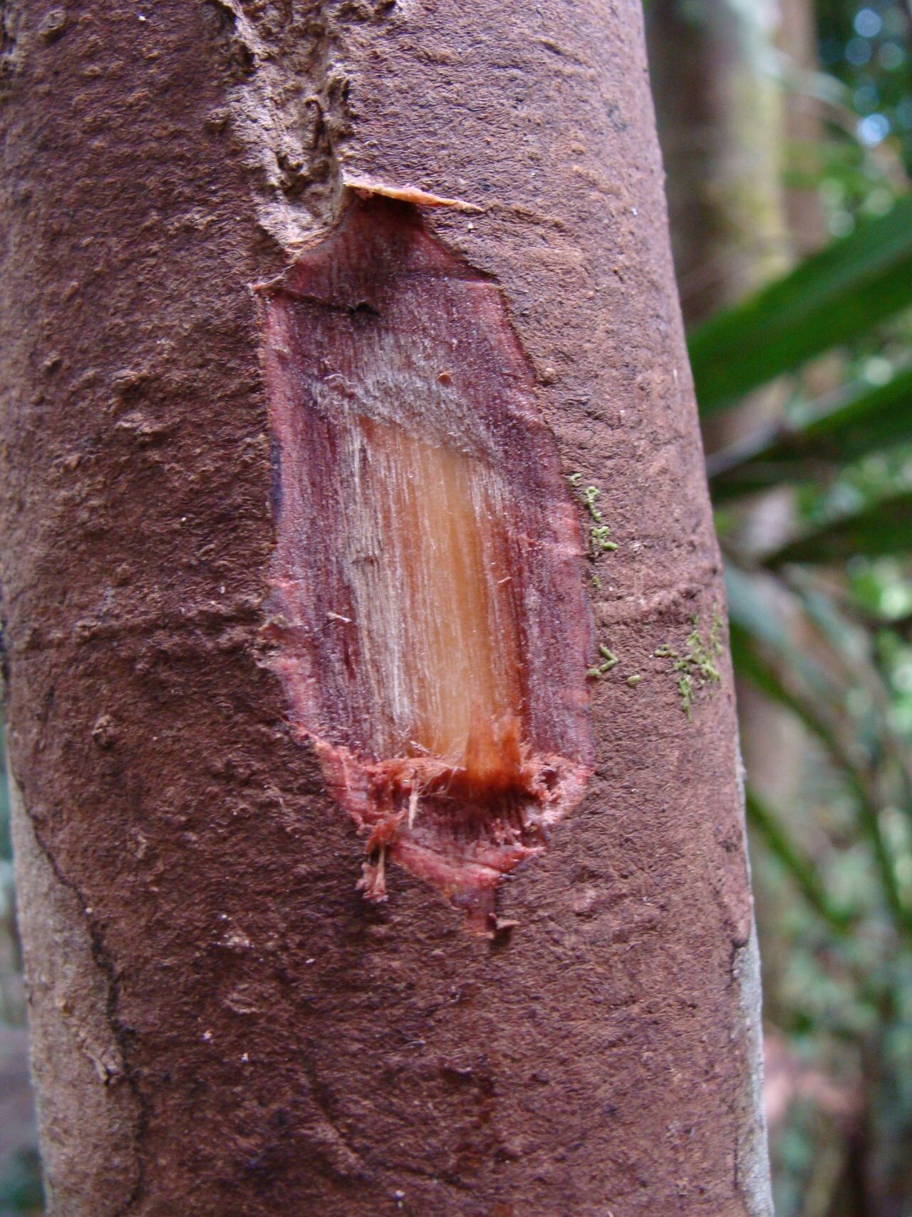 Syzygium arboreum bark