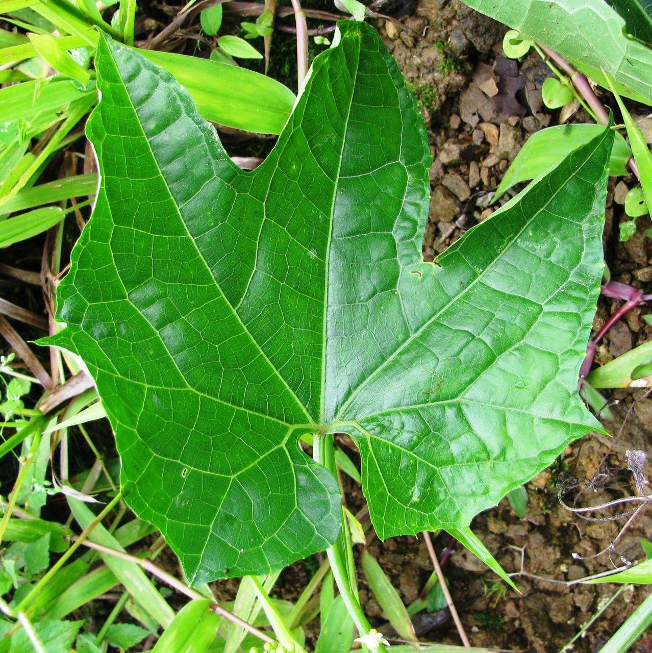 Sechium pittieri leaf