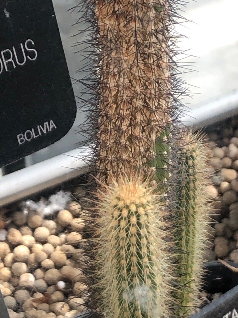 Cleistocactus parviflorus — search result for 'Cleistocactus'