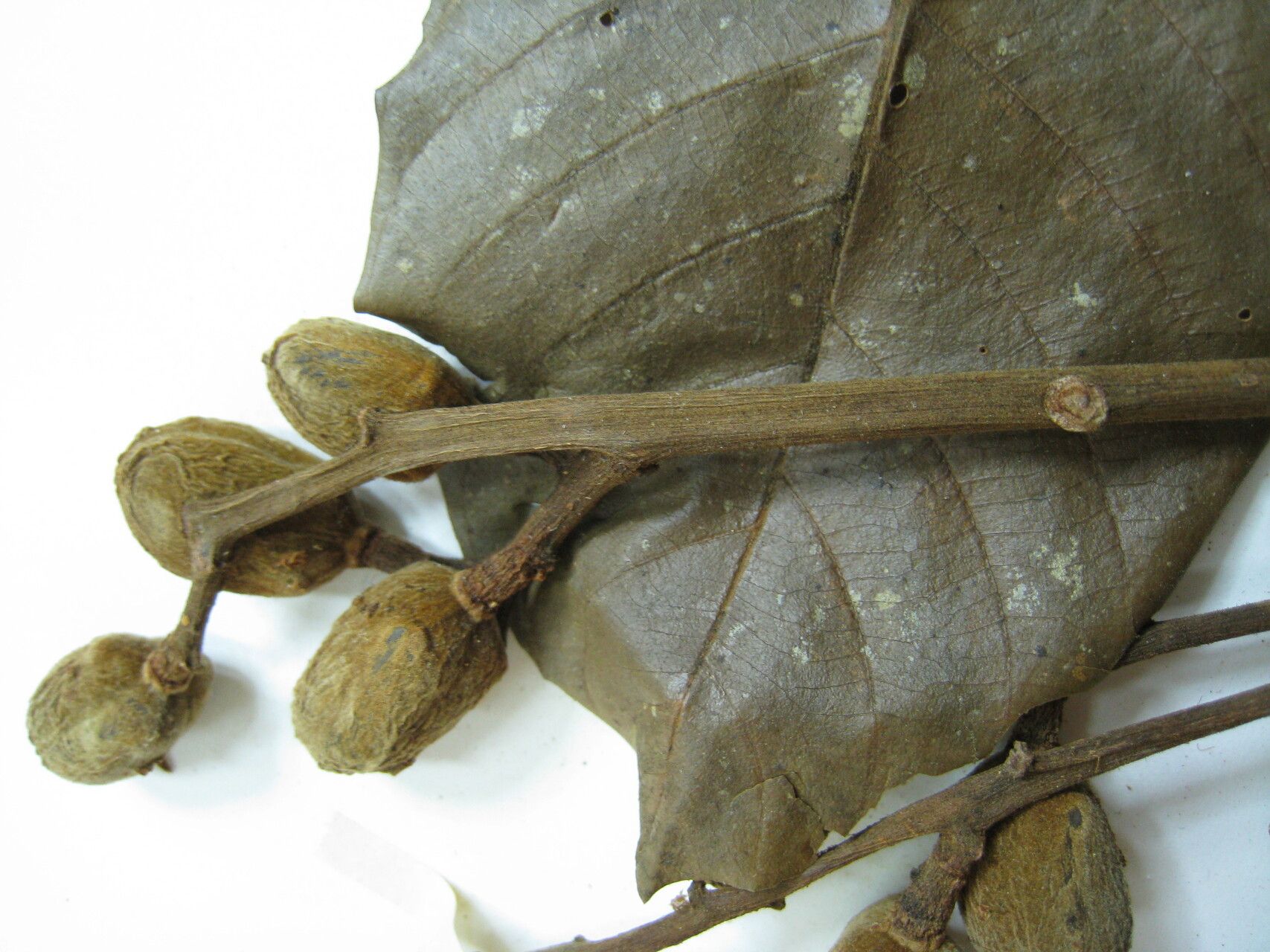 Trichilia septentrionalis — houseplant care guide