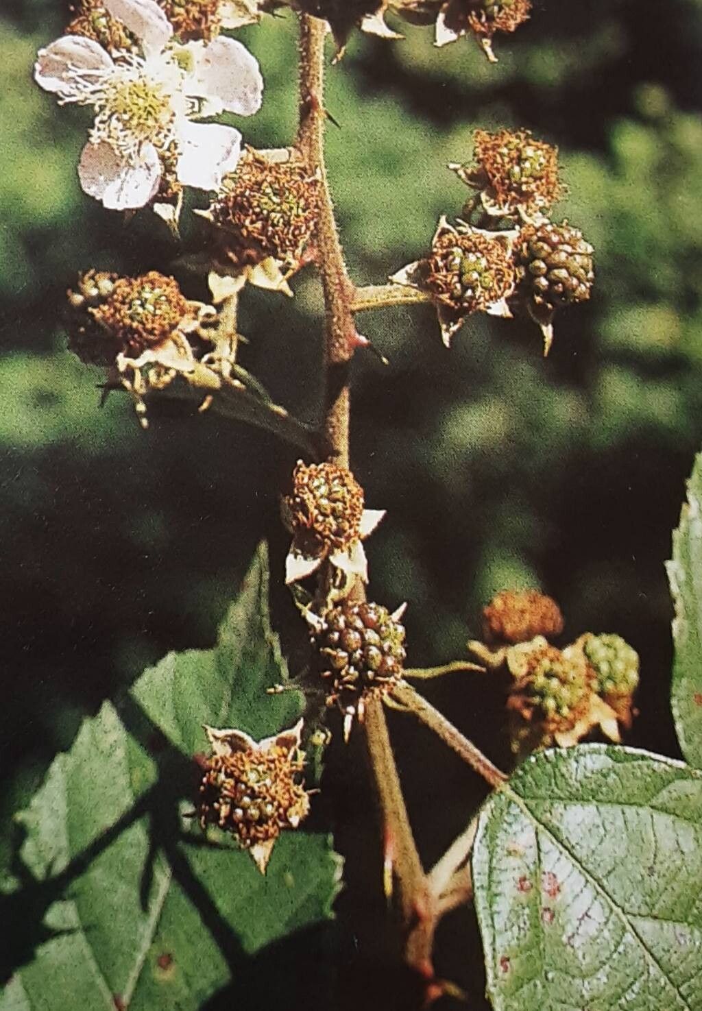 Rubus amiantinus fruit