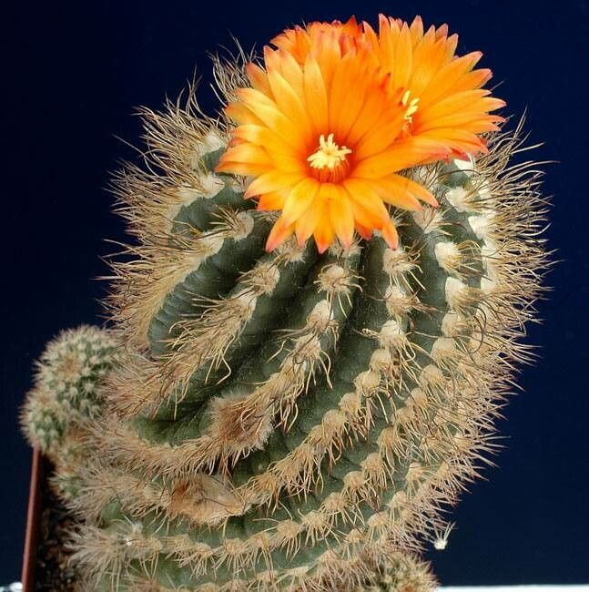 Parodia mairanana — search result for 'Parodia'