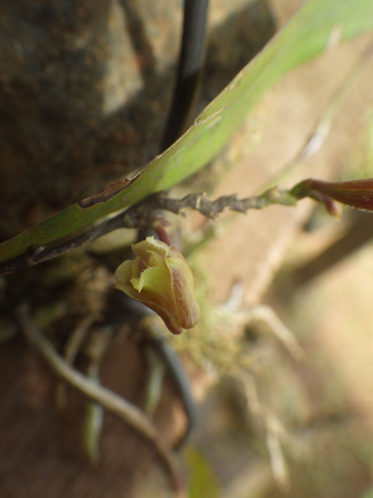 Polystachya fractiflexa — houseplant care guide