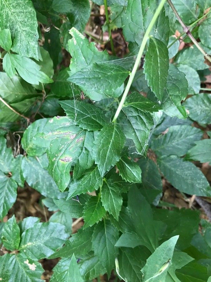 Adenophora liliifolia — search result for 'Campanulaceae'