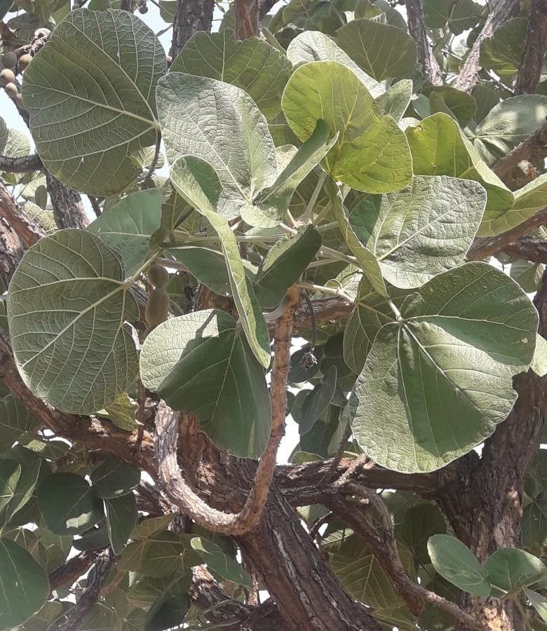 Erythrina latissima leaf