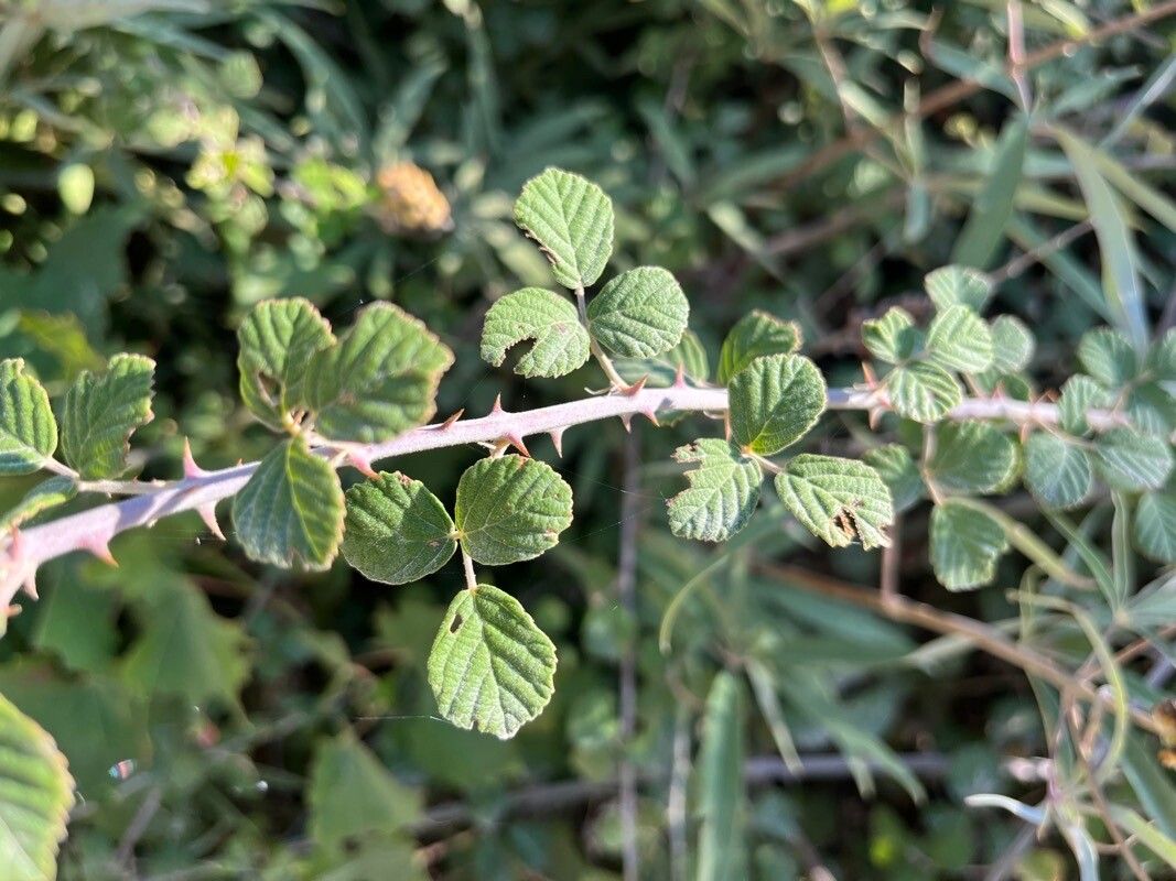 Rubus sanctus — search result for 'Rubus'