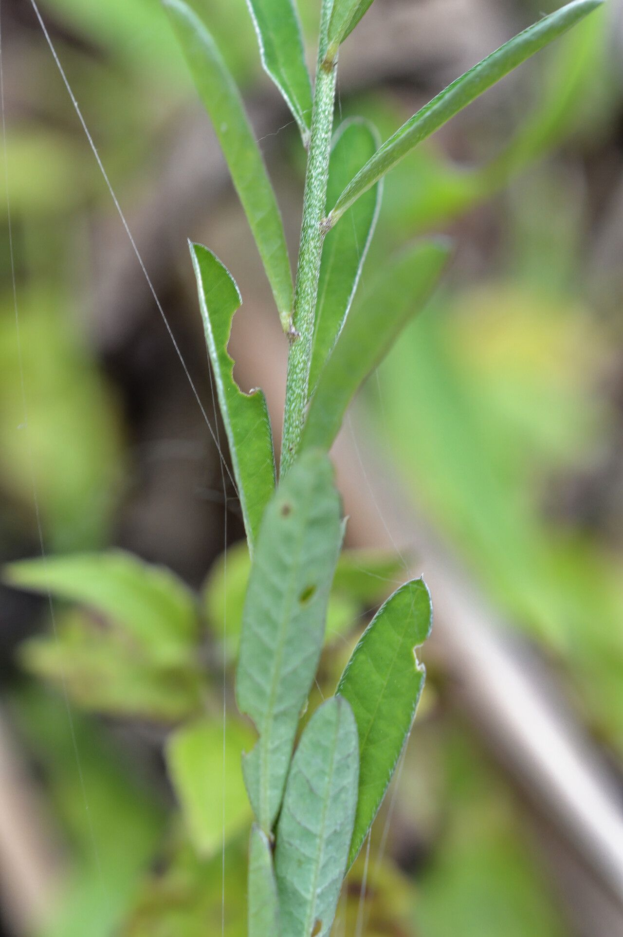 Crotalaria albida — houseplant care guide