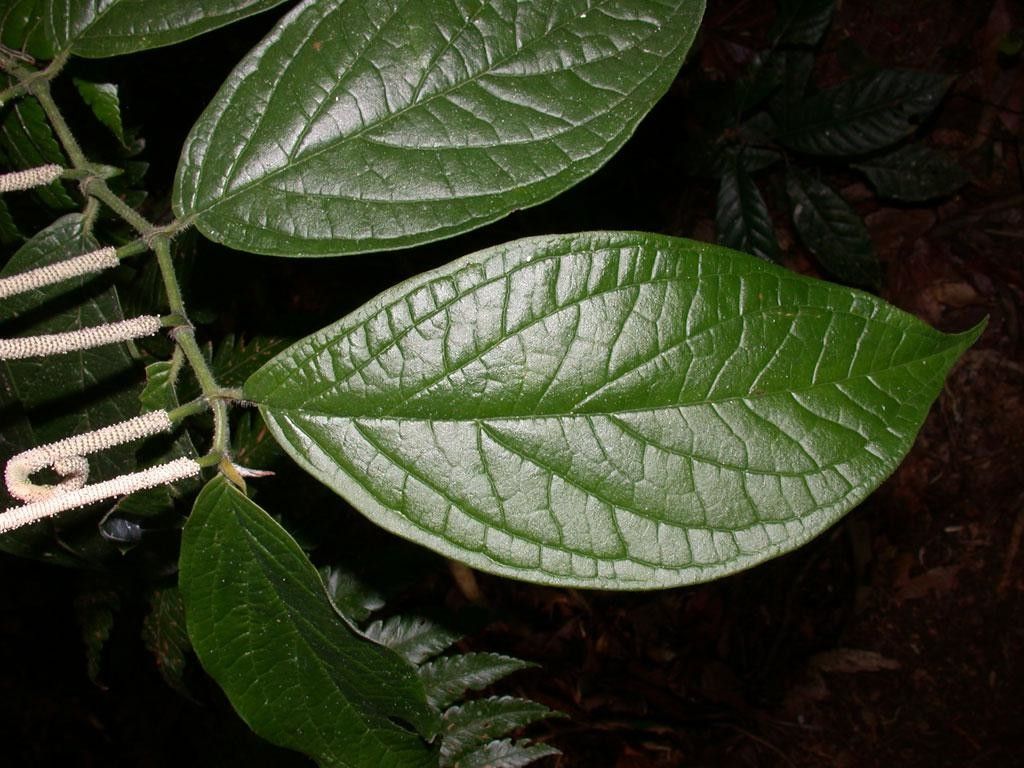 Piper culebranum — houseplant care guide