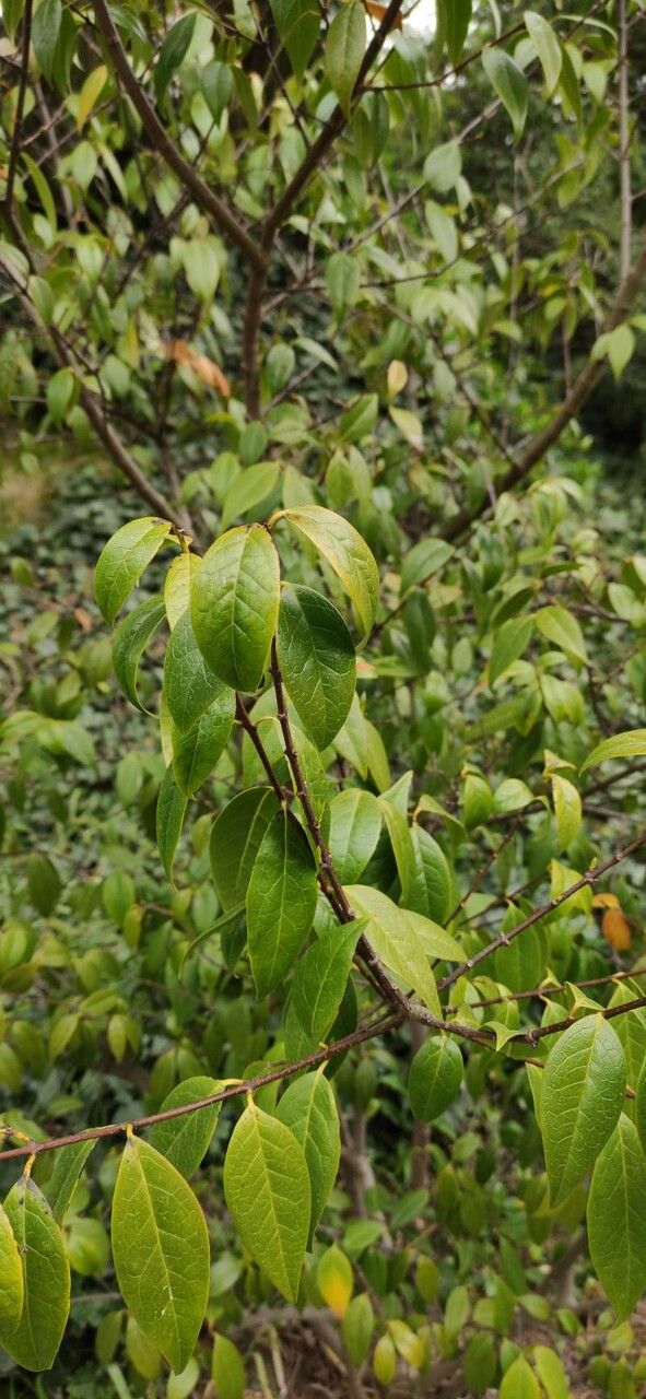 Chimonanthus nitens habit