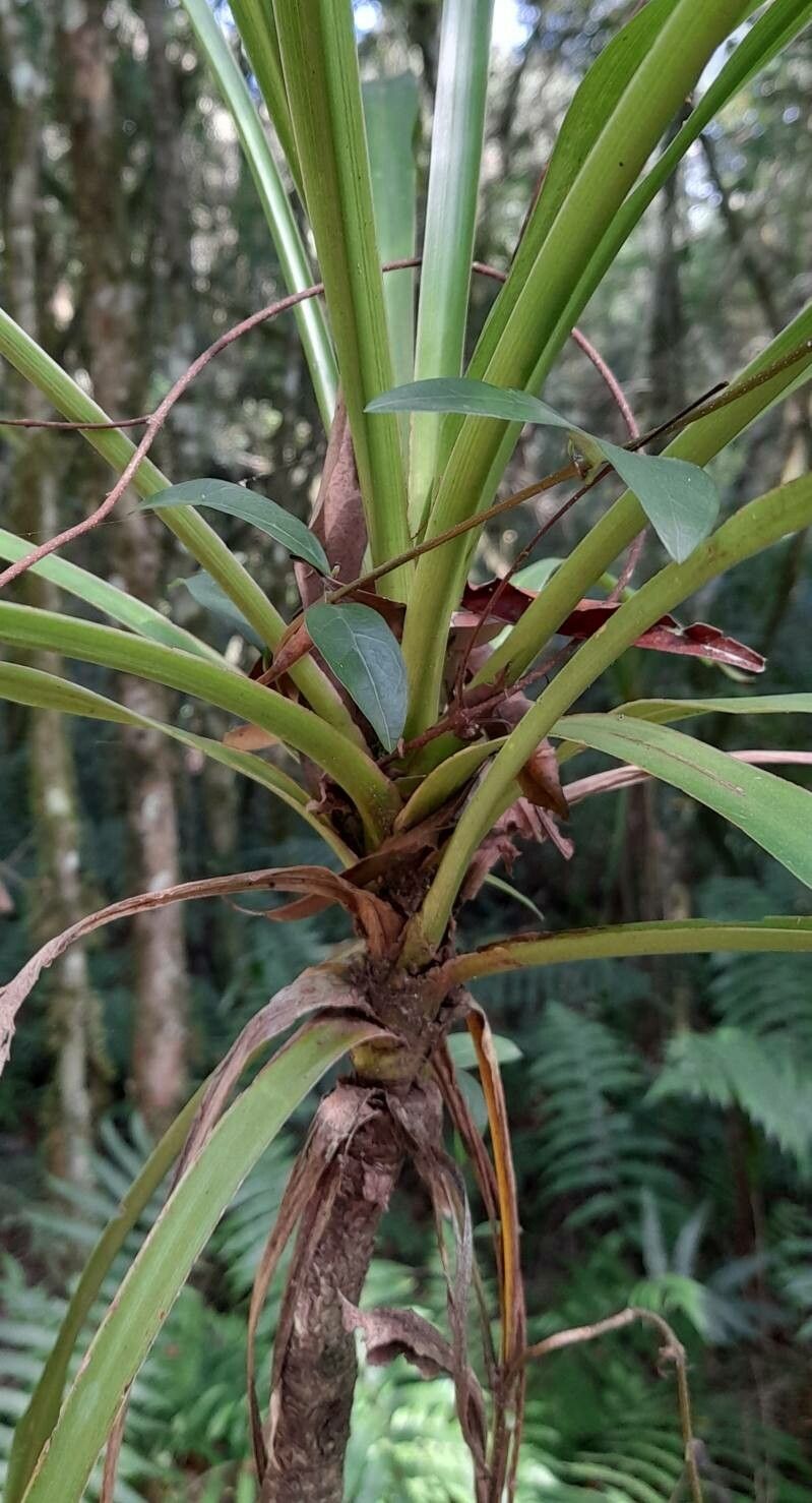 Cordyline sellowiana — houseplant care guide
