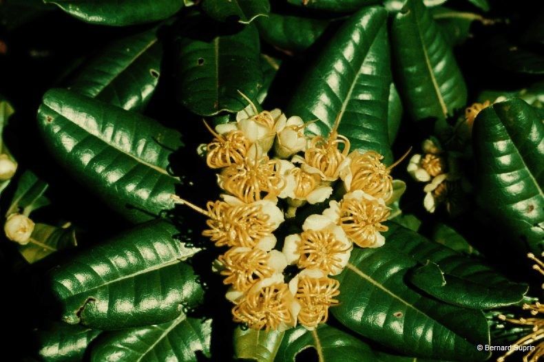 Xanthostemon sulfureus fruit