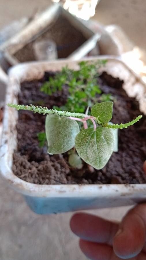 Peperomia pellucida fruit