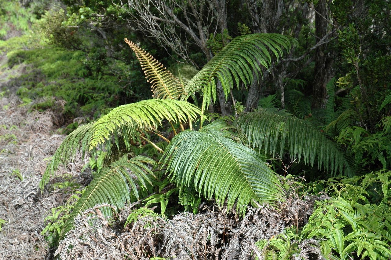 Sadleria cyatheoides — houseplant care guide