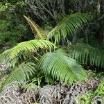Sadleria cyatheoides