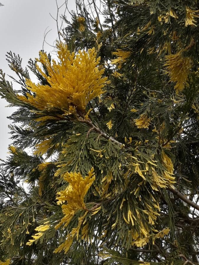 Calocedrus decurrens leaf
