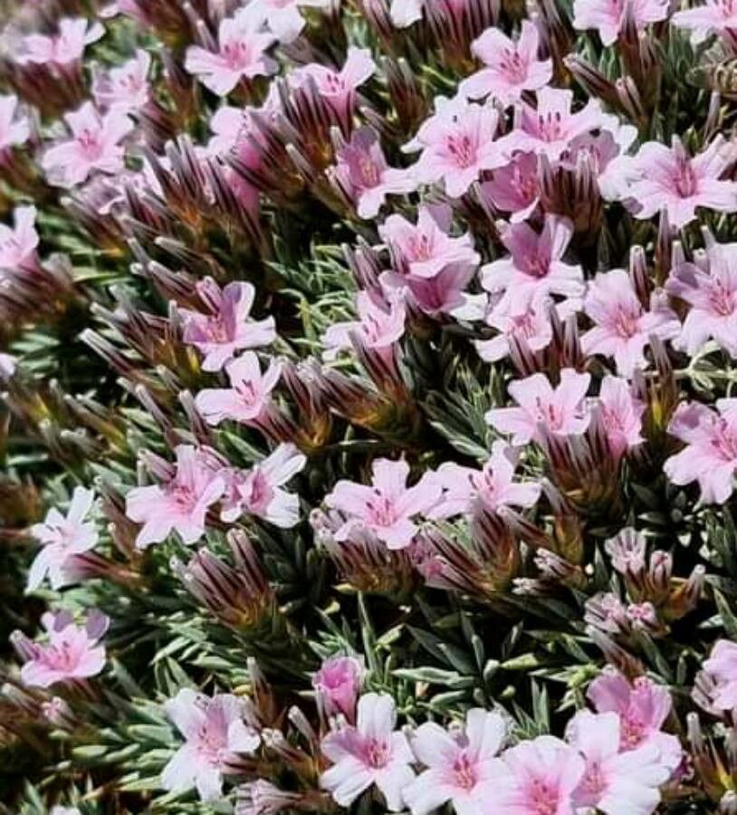 Acantholimon libanoticum flower
