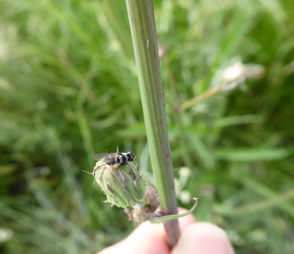 Sonchus gigas flower