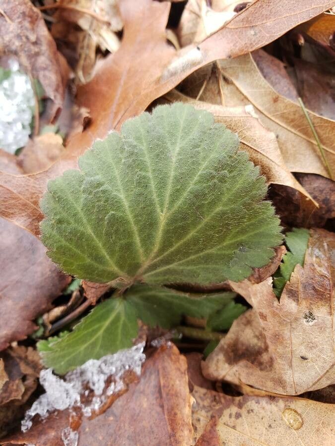 Geum virginianum — search result for 'Geum'