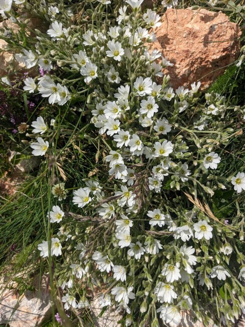 Cerastium decalvans — houseplant care guide