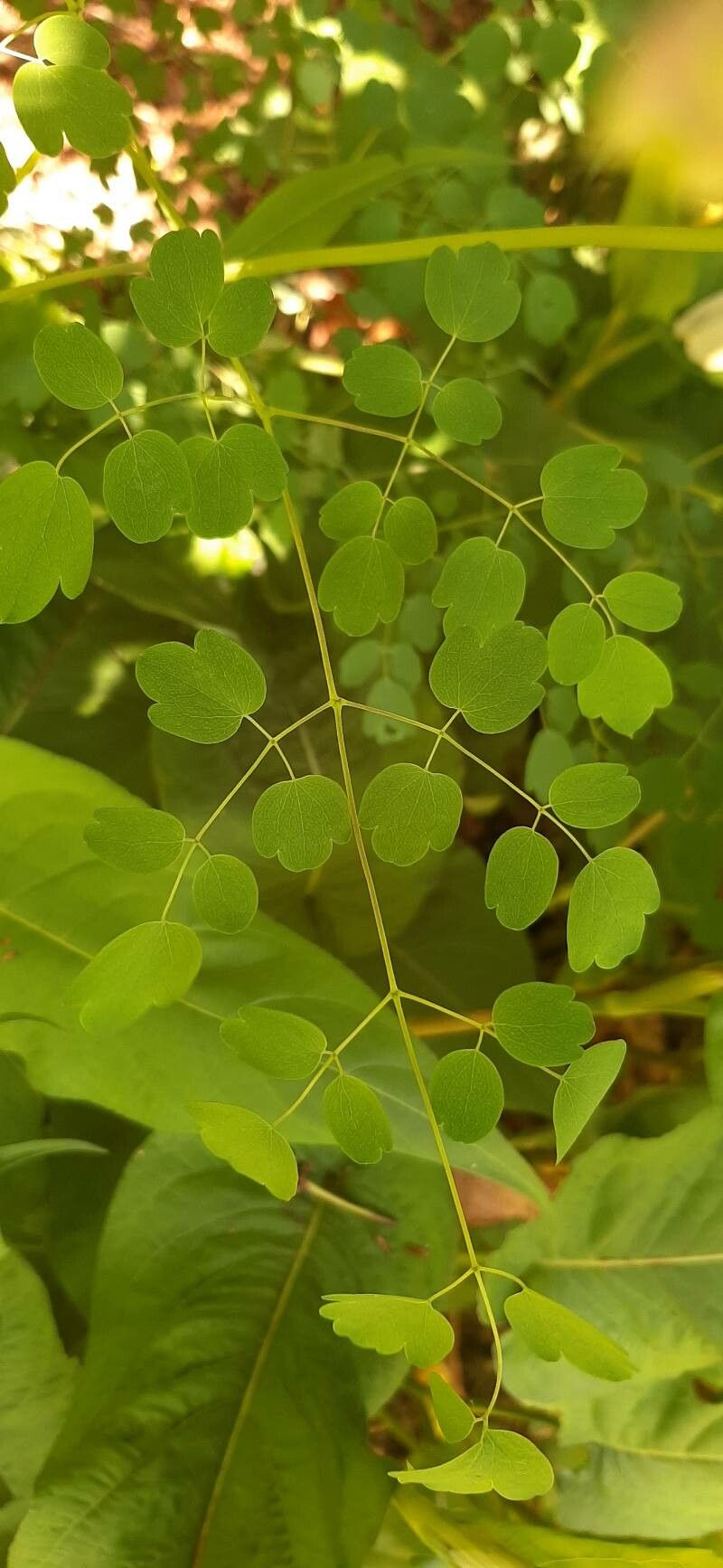 Thalictrum kiusianum — houseplant care guide