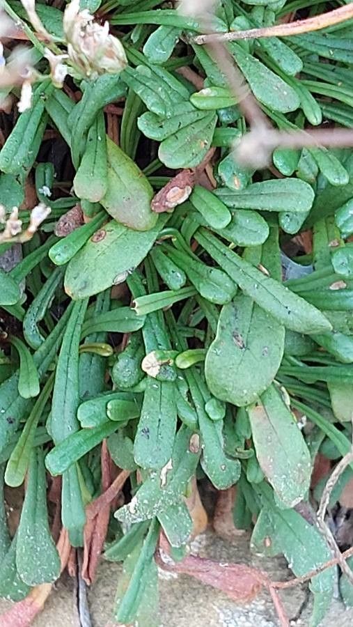 Limonium multiforme — houseplant care guide