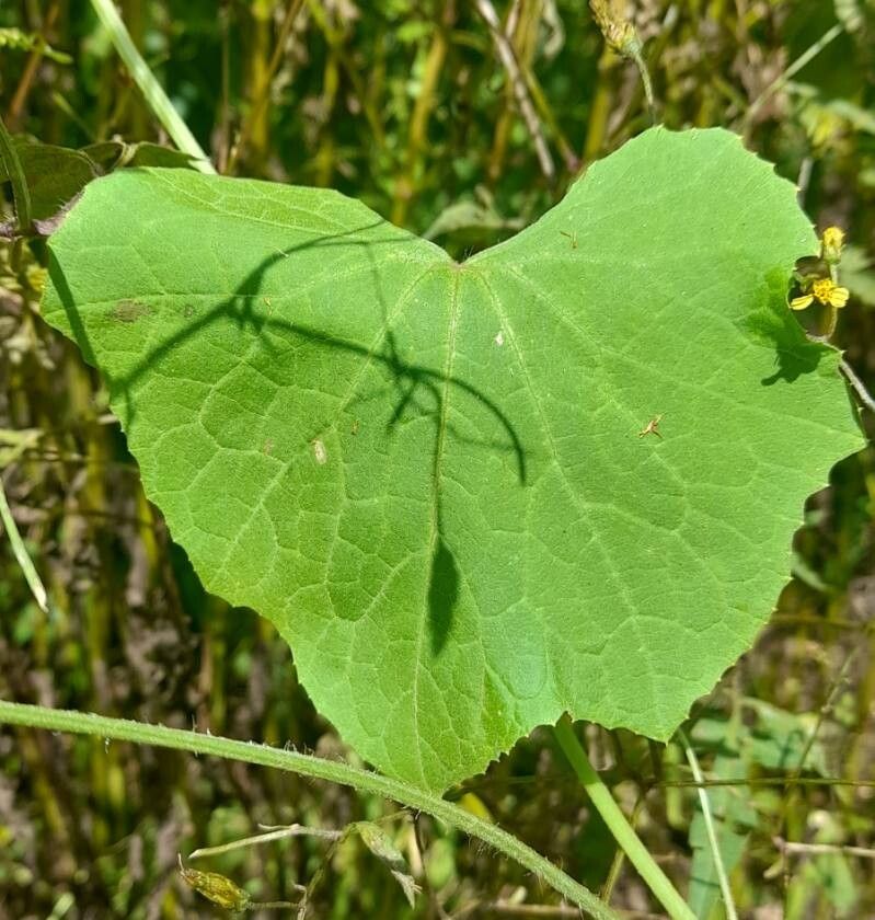 Sicyos odonellii — houseplant care guide