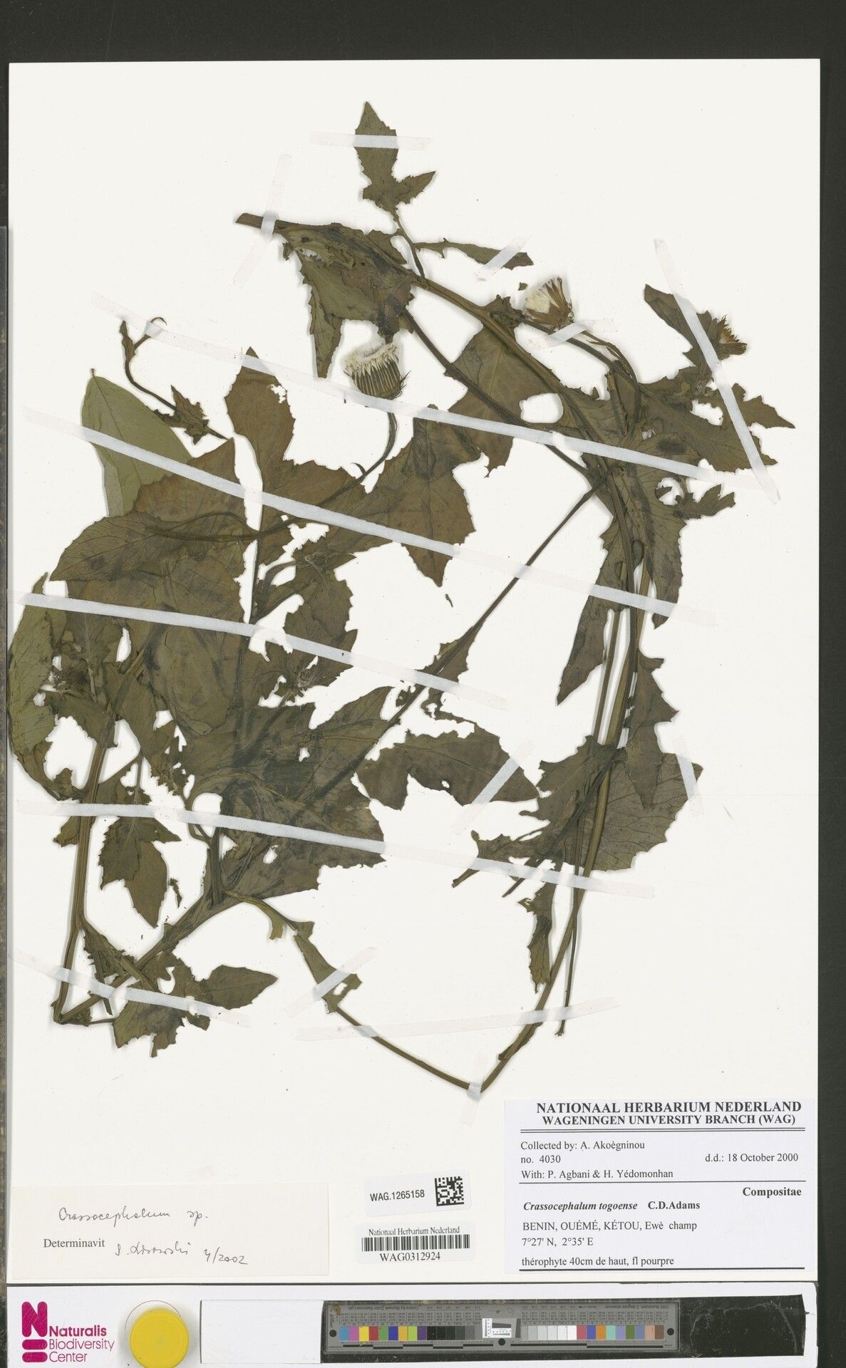 Crassocephalum togoense — houseplant care guide