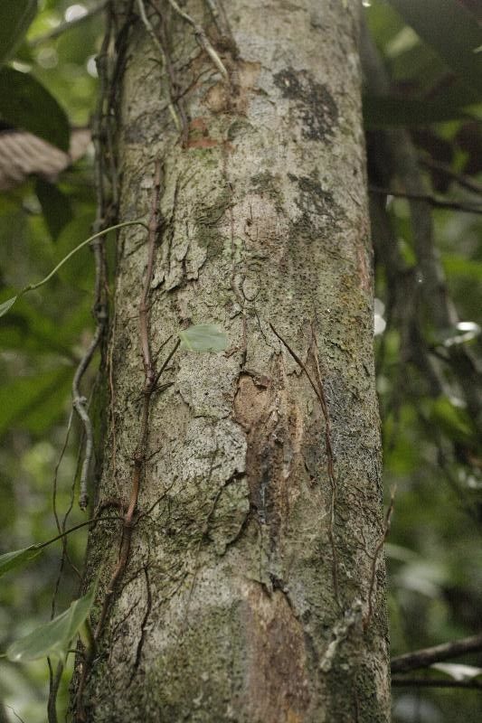 Protium surinamense — houseplant care guide