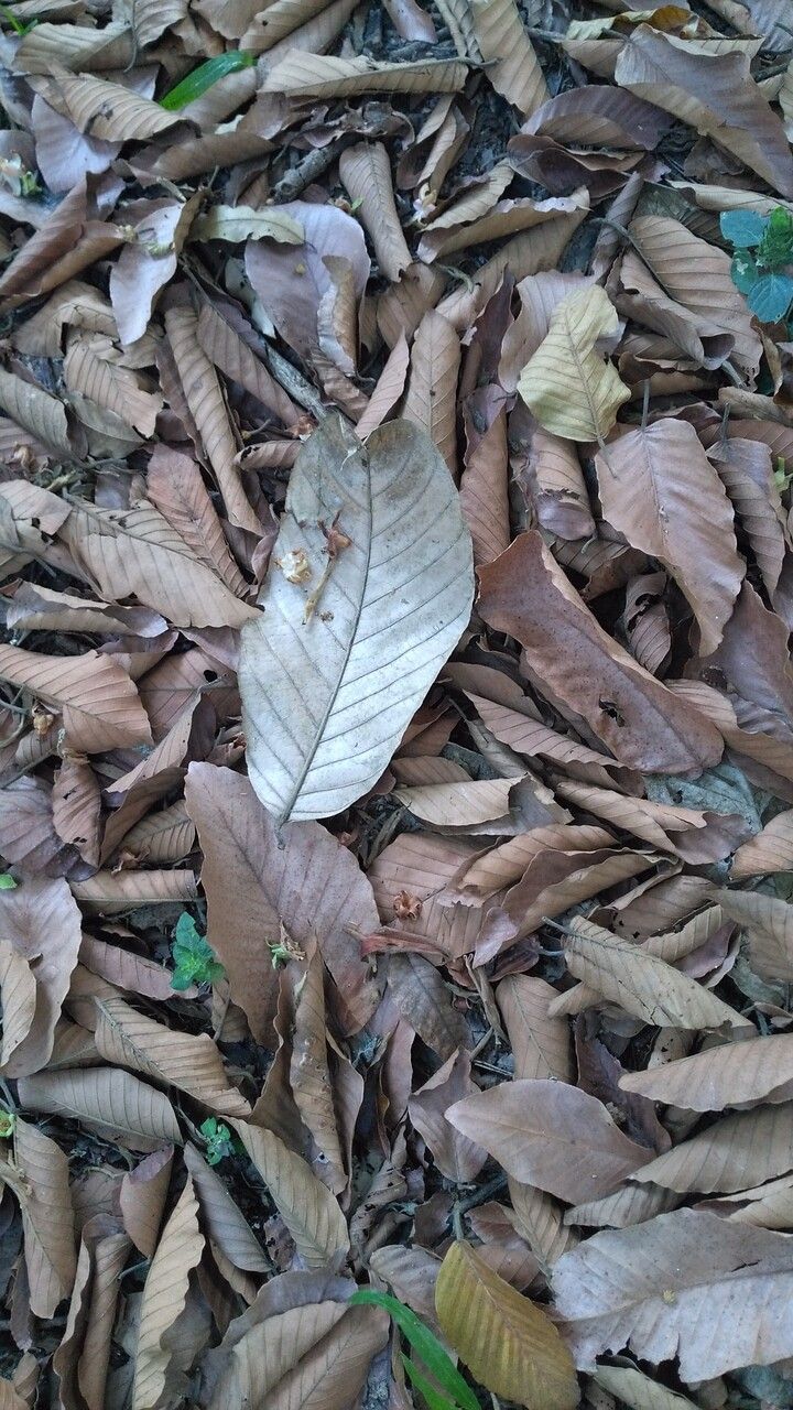Artocarpus lacucha leaf