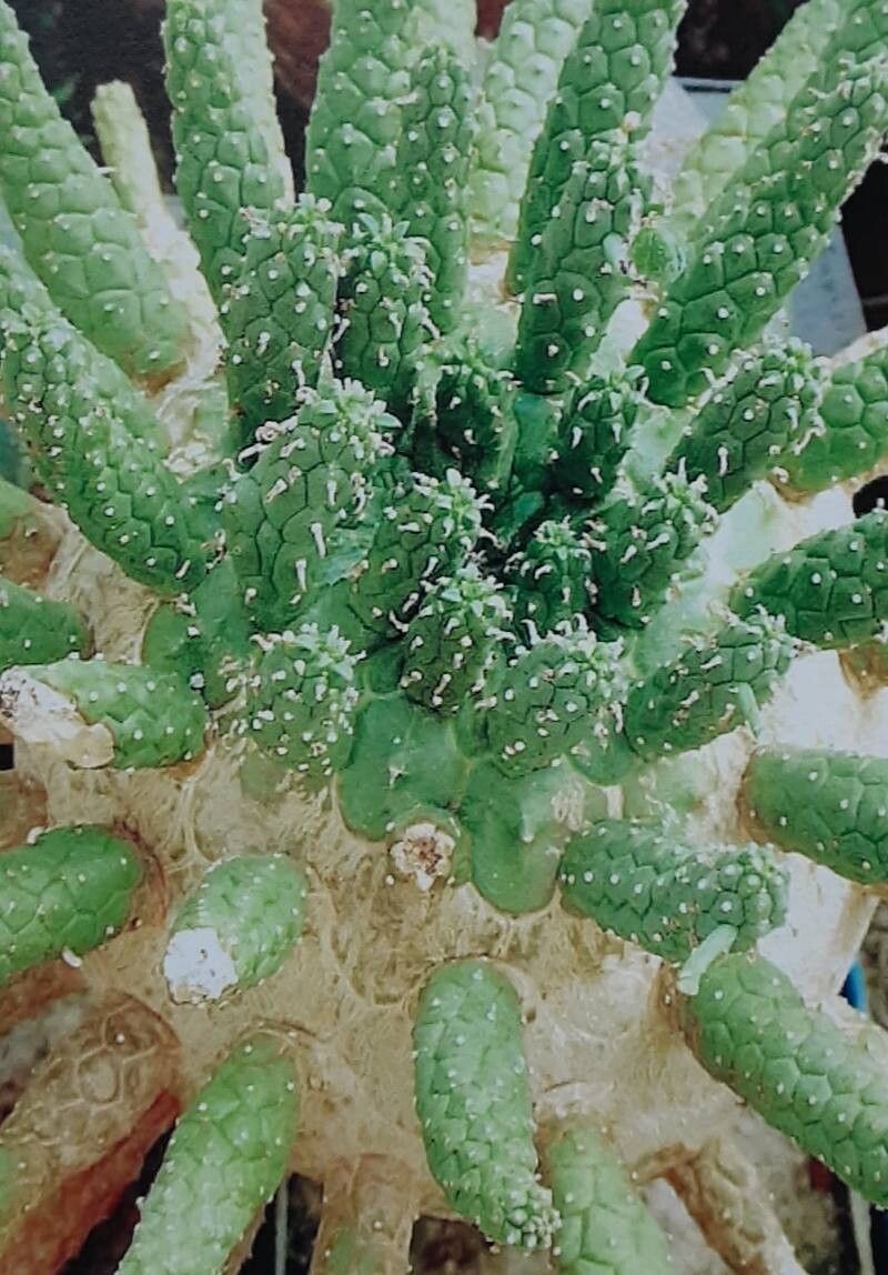 Euphorbia decepta habit
