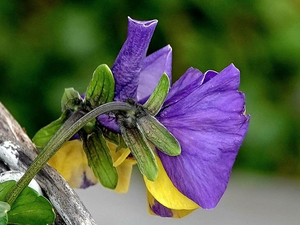 Viola × williamsii flower