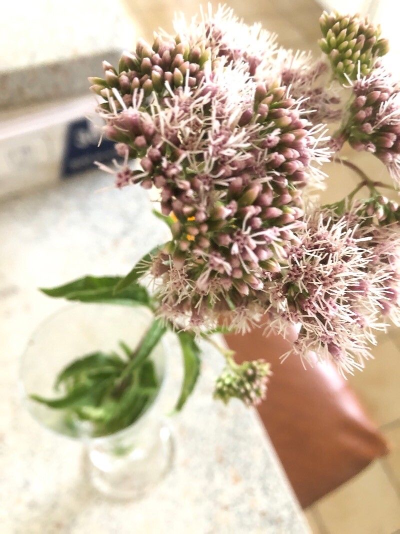 Valeriana x ambigua — search result for 'Valeriana'