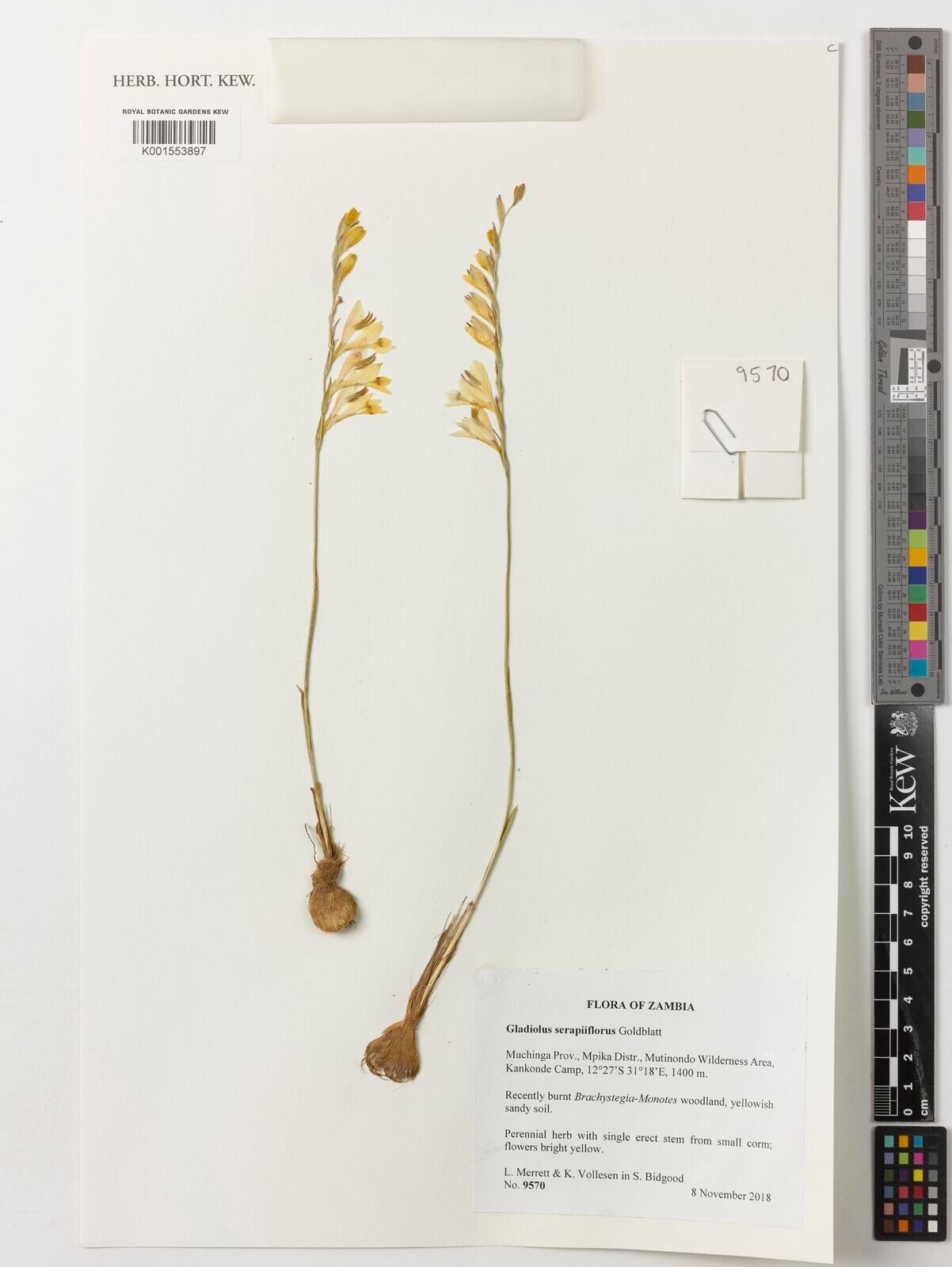 Gladiolus serapiiflorus — search result for 'Gladiolus'