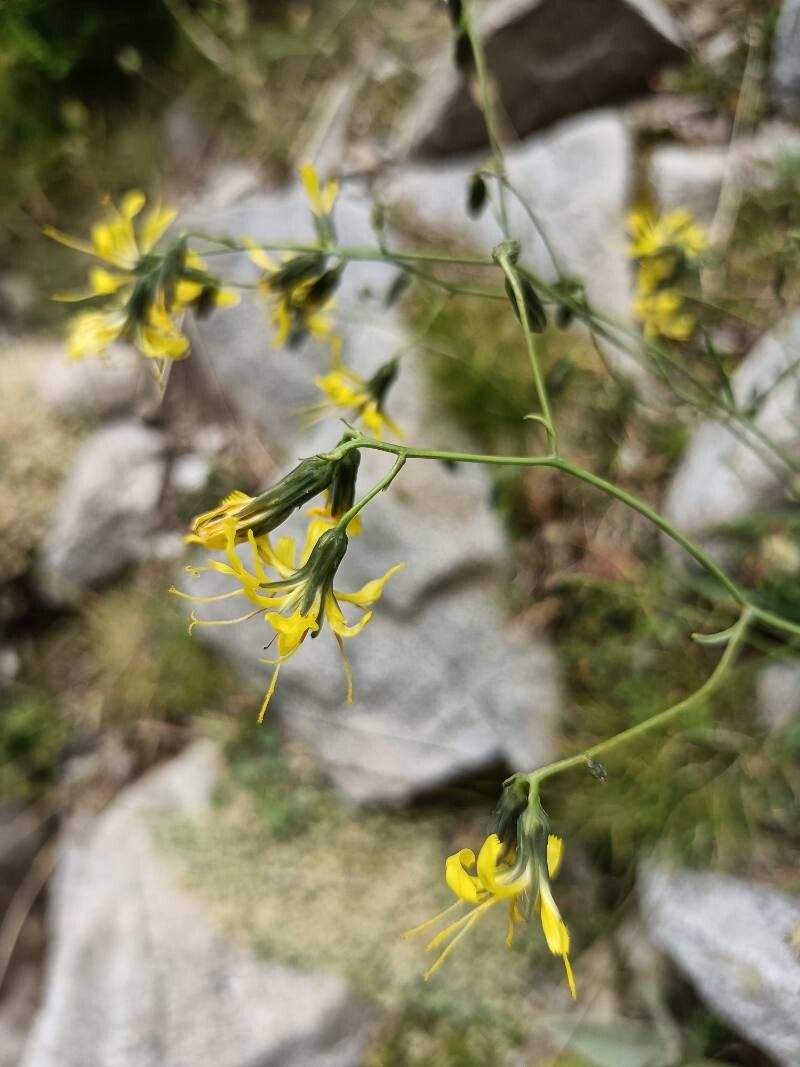 Hieracium sparsum flower