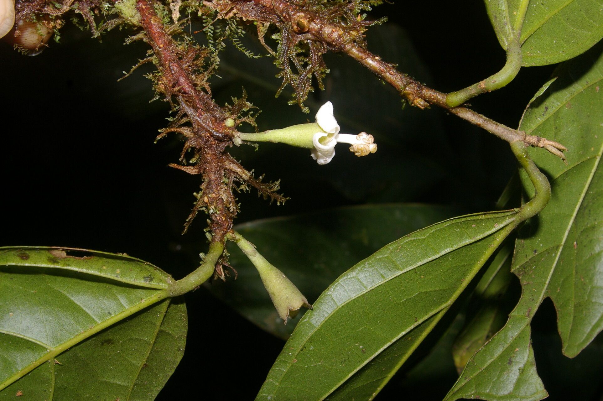Quararibea nigrescens flower
