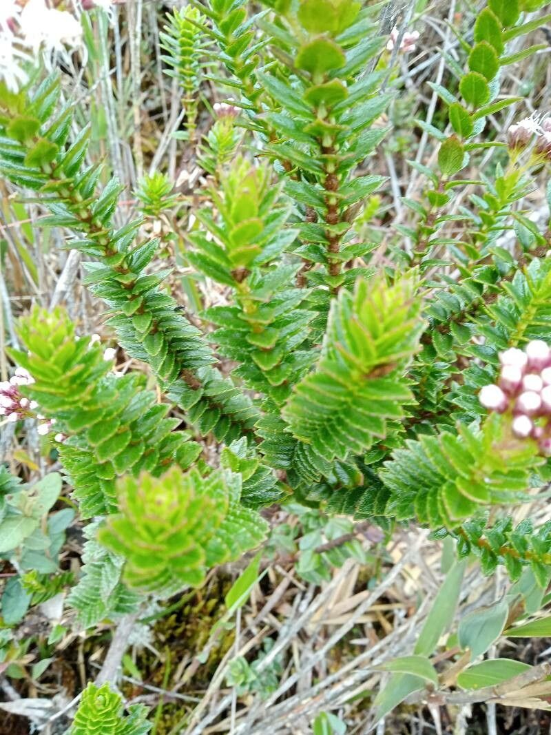 Ageratina vacciniifolia — search result for 'Ageratina'
