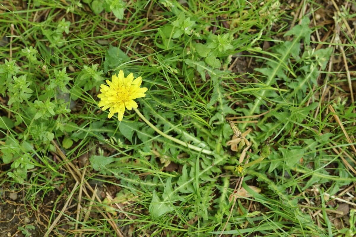 Taraxacum japonicum — houseplant care guide